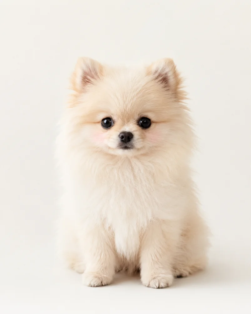 A very cute hero subject